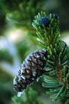 Bristlecone Pinecone