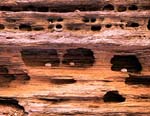 canyon8