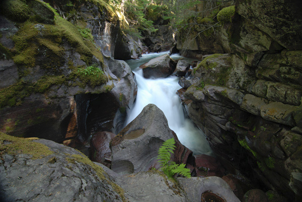 avcreekfern