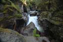 avcreekfern