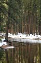 Tall_Reflections